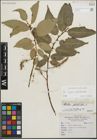 Foto von Salix fragilis L. x Salix pentandra L.